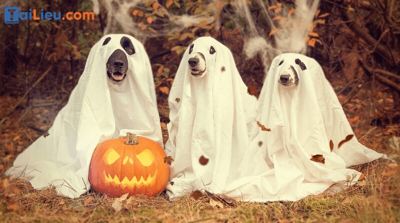 Ý tưởng trang trí Halloween ngộ nghĩnh, đáng yêu với thú cưng