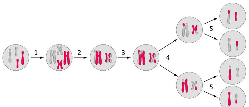 Hình 1: Lý thuyết về di truyền liên kết