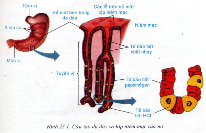 Lý thuyết Sinh học 8 Bài 27: Tiêu hóa ở dạ dày (hay, chi tiết)