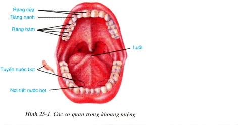 Lý thuyết sinh học 8 bài 25: Tiêu hóa ở khoang miệng 