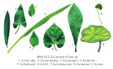 Lý thuyết Sinh học 6 Bài 19: Đặc điểm ngoài của lá hay, chi tiết | Sinh học lớp 6