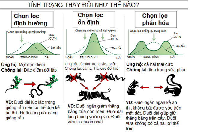 Ly Thuyet Hoc Thuyet Tien Hoa Tong Hop Hien Dai 1 