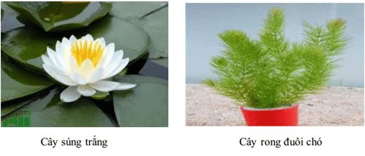 Lý thuyết Sinh học 6 Bài 36: Tổng kết về cây có hoa hay, chi tiết | Sinh học lớp 6