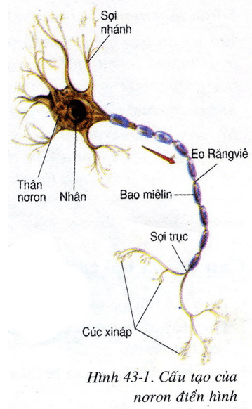 Lý thuyết Sinh học 8 Bài 43: Giới thiệu chung hệ thần kinh (hay, chi tiết)