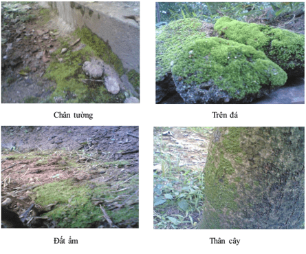 Lý thuyết Sinh học 6 Bài 38: Rêu - cây rêu hay, chi tiết | Sinh học lớp 6