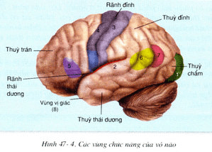Hình 47-4: Các vùng chức năng của vỏ não_Giải bài 1 trang 150 sgk Sinh 8 Bài 47