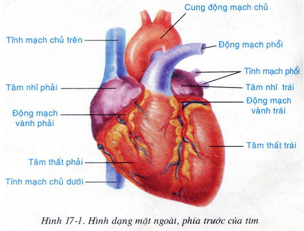 Lý thuyết Sinh học 8 Bài 17: Tim và mạch máu (hay, chi tiết)