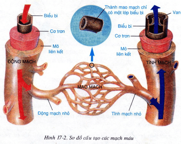 Lý thuyết Sinh học 8 Bài 17: Tim và mạch máu (hay, chi tiết)