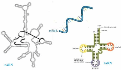 Lý thuyết Sinh học 9 Bài 17: Mối quan hệ giữa gen và ARN hay, chi tiết