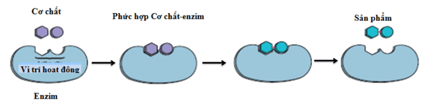 Lý thuyết Sinh học 10 Bài 14: Enzim và vai trò của enzim trong quá trình chuyển hóa vật chất | Lý thuyết Sinh học 10 ngắn gọn