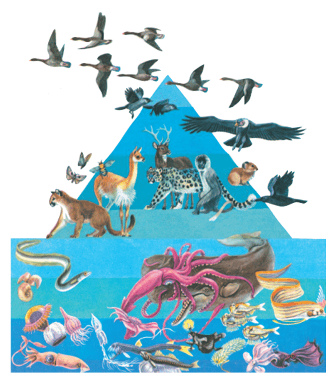 Lý thuyết Sinh học 7 Bài 1: Thế giới động vật đa dạng, phong phú hay, ngắn gọn