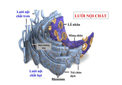 Soạn Sinh 10 Bài 8: Tế bào nhân thực