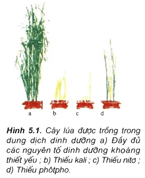 ly-thuyet-dinh-duong-nito-o-thuc-vat-00
