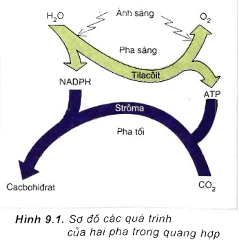 ly-thuyet-quang-hop-o-cac-nhom-thuc-vat-c3-c4-va-cam-01