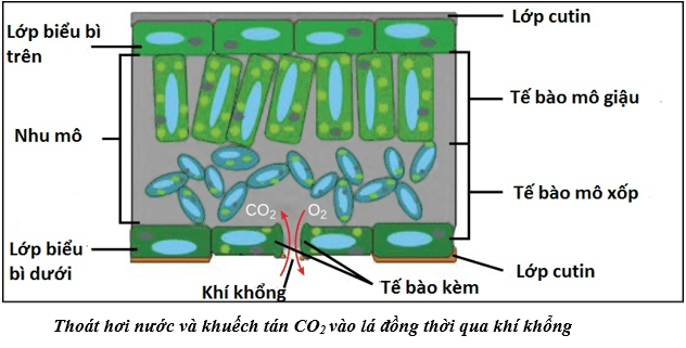 ly-thuyet-thoat-hoi-nuoc-00