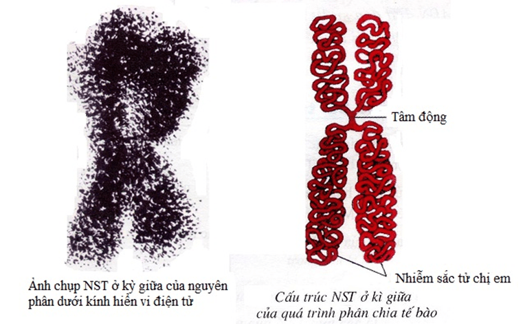 Lý thuyết Sinh học 12 Bài 5: Nhiễm sắc thể và đột biến cấu trúc nhiễm sắc thể | Lý thuyết Sinh 12 ngắn gọn