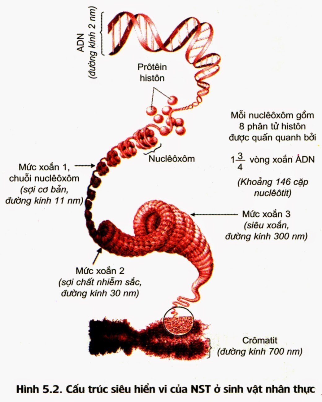 Lý thuyết Sinh học 12 Bài 5: Nhiễm sắc thể và đột biến cấu trúc nhiễm sắc thể | Lý thuyết Sinh 12 ngắn gọn