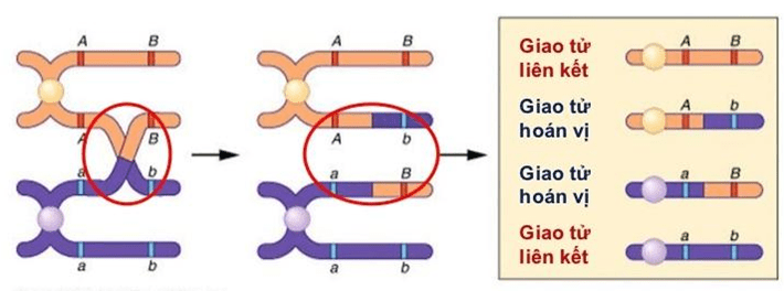 Lý thuyết Sinh học 12 Bài 11: Liên kết gen và hoán vị gen | Lý thuyết Sinh 12 ngắn gọn