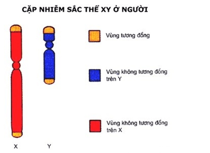 Lý thuyết Sinh học 12 Bài 12: Di truyền liên kết với giới tính và di truyền ngoài nhân | Lý thuyết Sinh 12 ngắn gọn