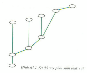 Giải SGK Sinh 9 bài 64 (1)