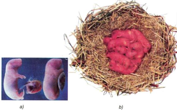 Giải bài tập SGK Khoa học 5 Bài 59