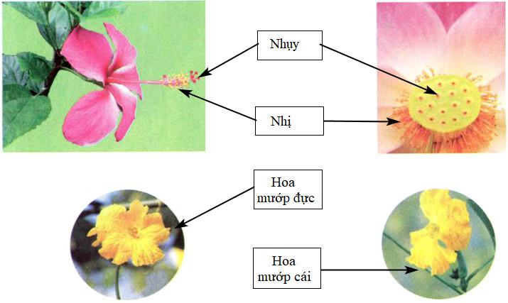 Cơ quan sinh sản của thực vật có hoa