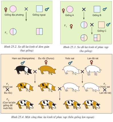 Lý thuyết Công nghệ 10 Bài 25: Các phương pháp nhân giống vật nuôi và thủy sản hay, ngắn gọn | Lý thuyết Công nghệ 10 đầy đủ nhất