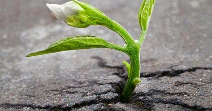 Viết đoạn văn ngắn về ý chí và nghị lực