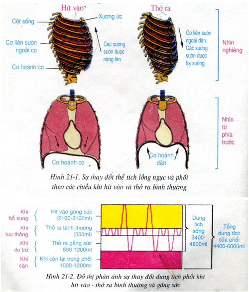 Quá trình thông khí ở phổi