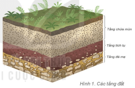 Địa lí 6 Bài 22 - Câu hỏi 1 trang 168 sách Kết nối tri thức-1