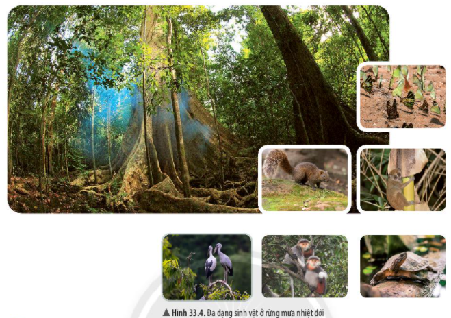 Hình 33.4 Đa dạng sinh vật ở rừng mưa nhiệt đới
