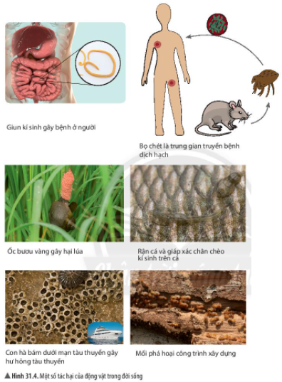 Hình 31.4 Một số tác hại của động vật trong đời sống