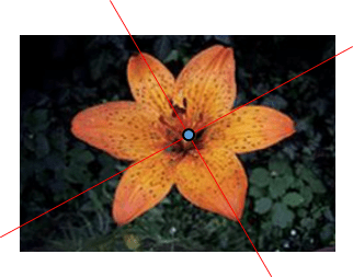 Hình con công và hình bông hoa sau đây, hình nào có tâm đối xứng?