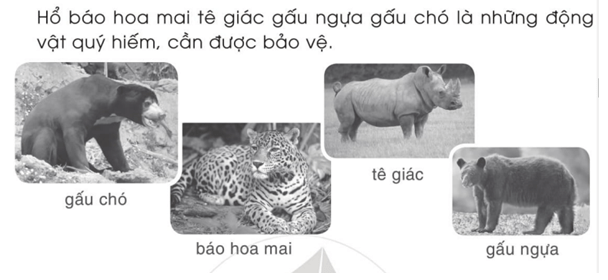 Vở bài tập Tiếng Việt lớp 2 Tập 2 trang 26, 27, 28, 29 Bài 25: Thế giới rừng xanh