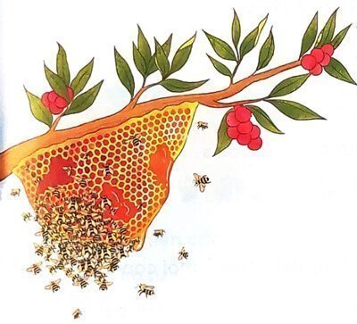 Bài 2: Ong xây tổ