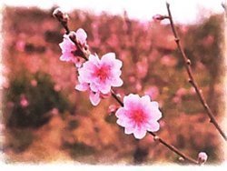 Bài 4: Cây và hoa bên lăng Bác