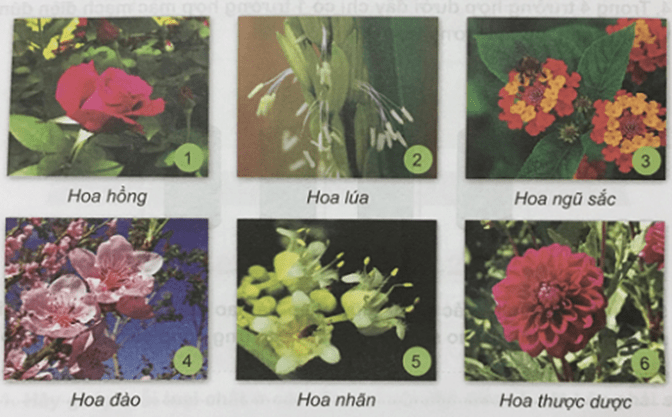 Khoa học 5 Bài 27: Sinh sản và thực vật có hoa | Giải Khoa học lớp 5 VNEN hay nhất
