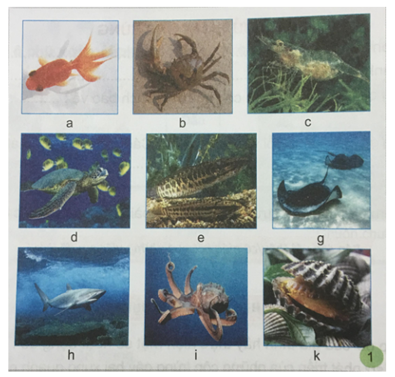 Tự nhiên và xã hội 3 Bài 23: Một số động vật sống dưới nước | Hay nhất Giải bài tập Tự nhiên và xã hội 3 VNEN
