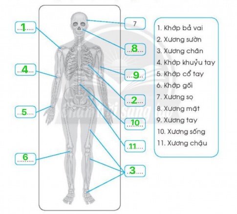 vị trí của mỗi xương hoặc khớp xương