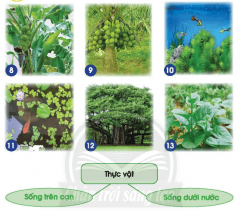 Quan sát hình và sắp xếp các cây sau vào nhóm môi trường sống phù hợp