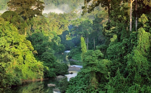 Khu rừng nhiệt đới Amazon sản xuất ra 20% lượng oxy của hành tinh