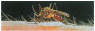 Giải bài tập Tự nhiên Xã hội lớp 1 Bài 28: Con muỗi