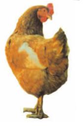 Giải bài tập Tự nhiên Xã hội lớp 1 Bài 26: Con gà