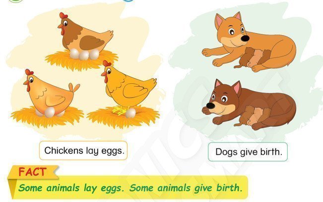 tiếng anh lớp 3 Unit 12 Learn more Laying eggs – Giving birth  trang 121 Phonics Smart