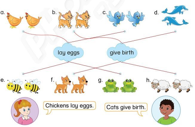 tiếng anh lớp 3 Unit 12 Learn more Laying eggs – Giving birth  trang 121 Phonics Smart