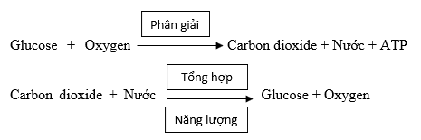Đọc thông tin trong mục II, sử dụng các cụm từ: Glucose, Carbon dioxide, ATP, Nước, Oxygen (ảnh 3)
