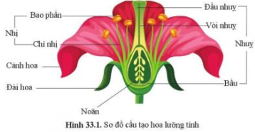 Quan sát hình 33.1, mô tả các bộ phận của hoa lưỡng tính