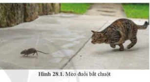 Quan sát hình 28.1, mô tả hoạt động của mèo và chuột