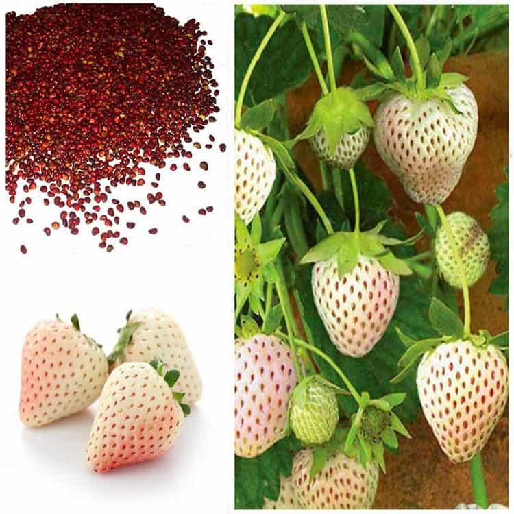 Cách chọn giống cây dâu tây ngon, sai quả