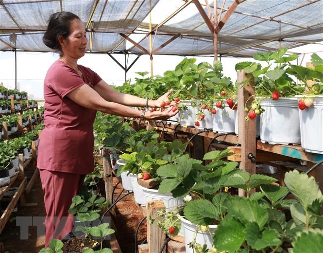 Cách chăm sóc dâu tây đúng kỹ thuật